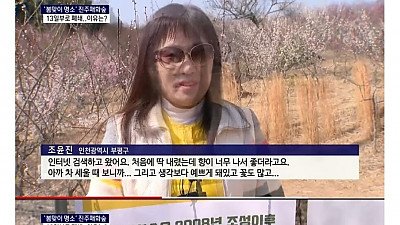 무료로 시민들에게 개방했던 진주 매화숲 근황