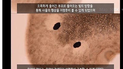 우리의 눈이 진화해온 과정