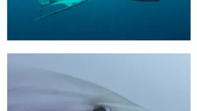 바다에서 사람을 보면 경멸하듯이 쳐다보고 간다는 상어