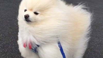 강풍 때문에 올백이 된 댕댕이