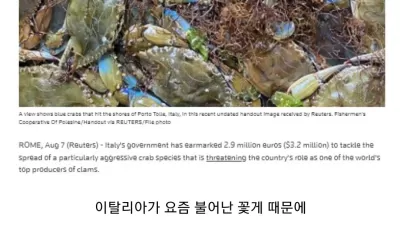 꽃게 때문에 골치가 아프다는 이태리 근황